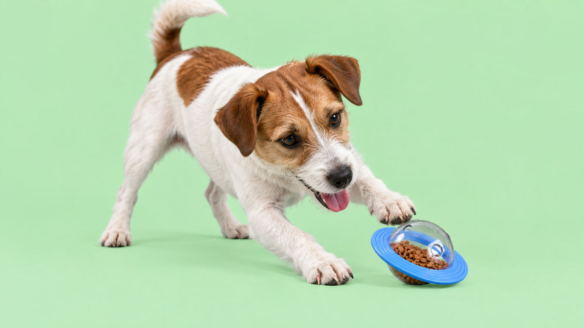 Brinquedos Interativos para Cão
