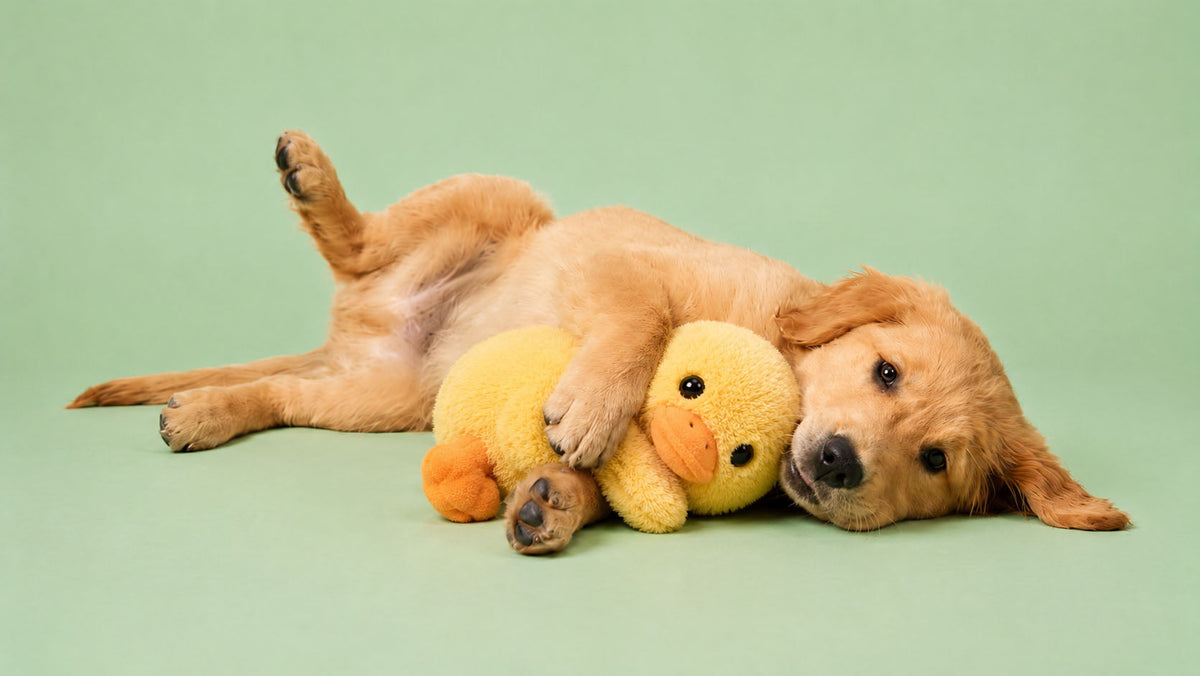 Peluches para Cão