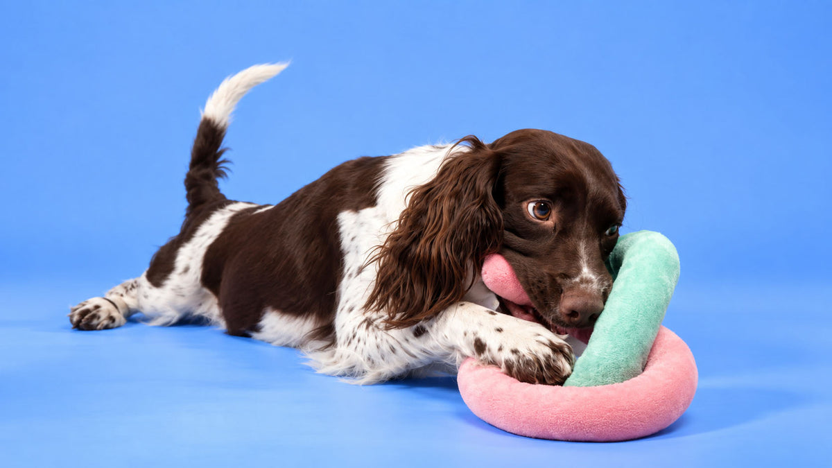 Brinquedos por Tipologia para Cão