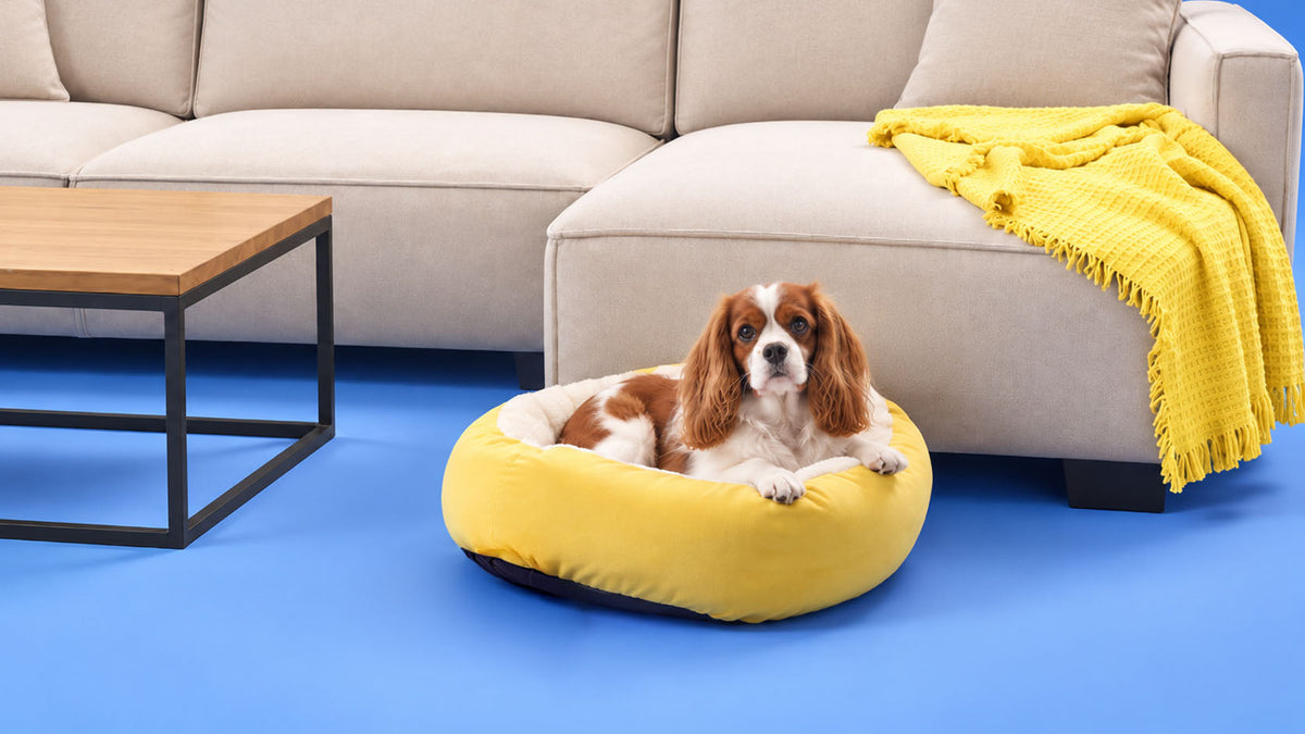 Higiene de Ambiente e Casa para Cão