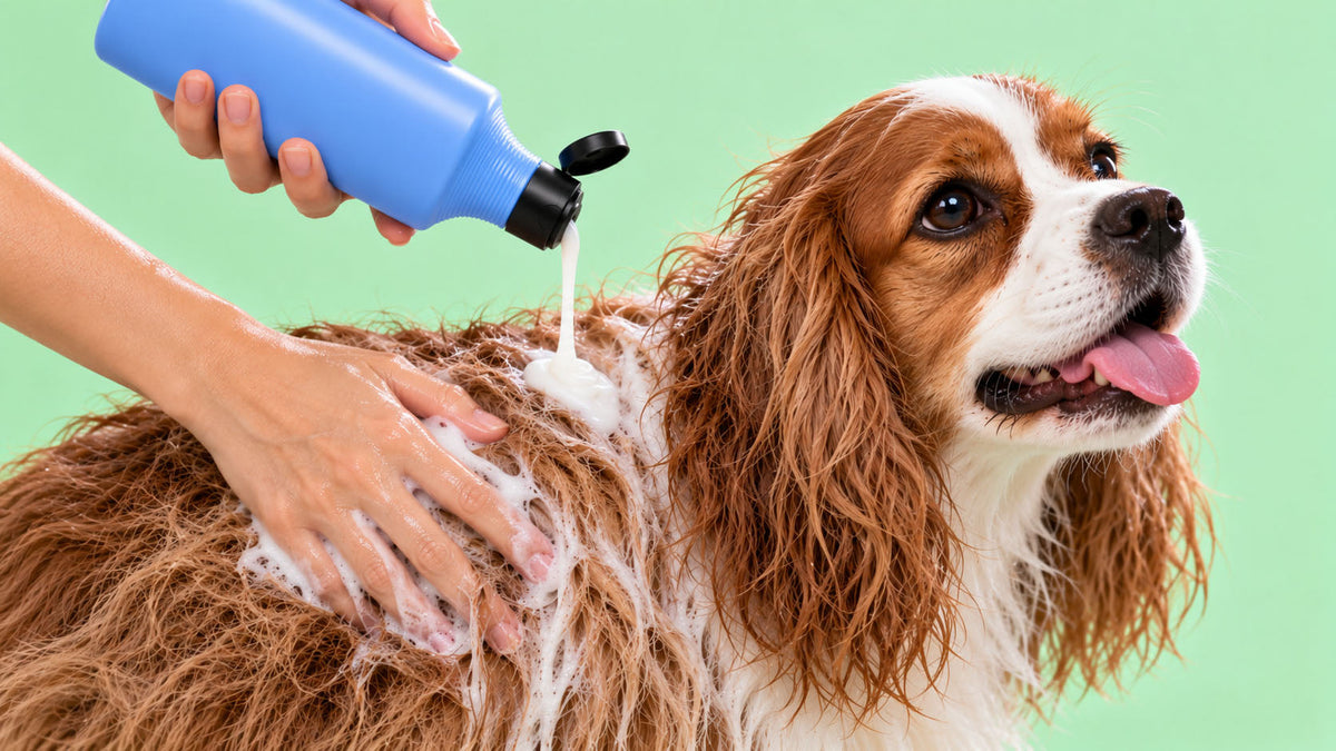 Amaciadores para Cão