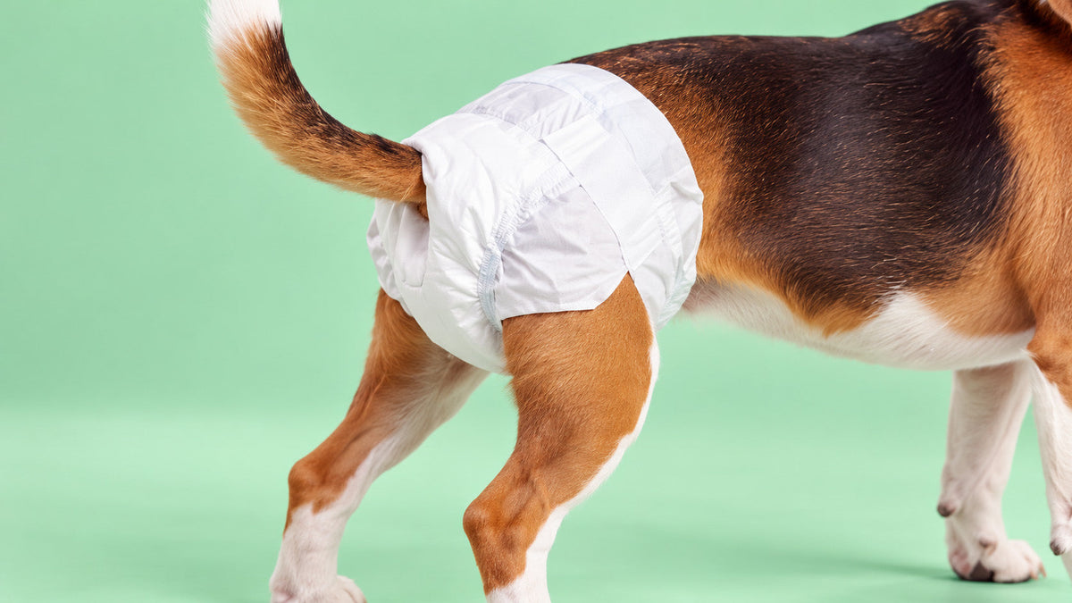 Fraldas para Cão