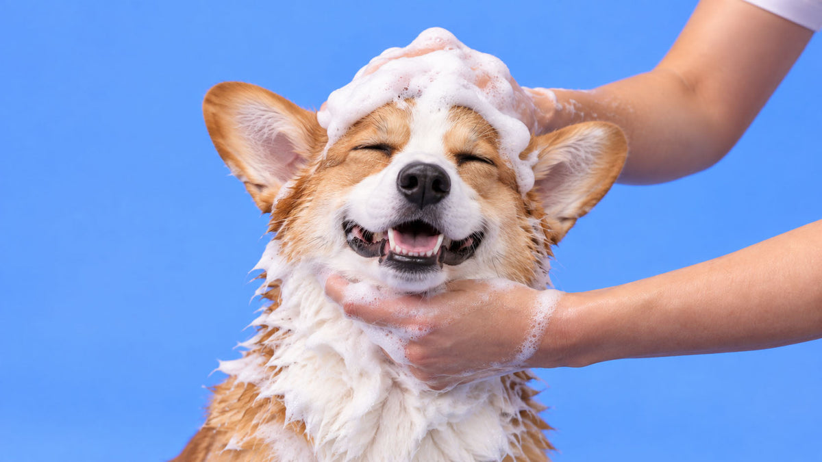 Banho e Cosmética para Cão