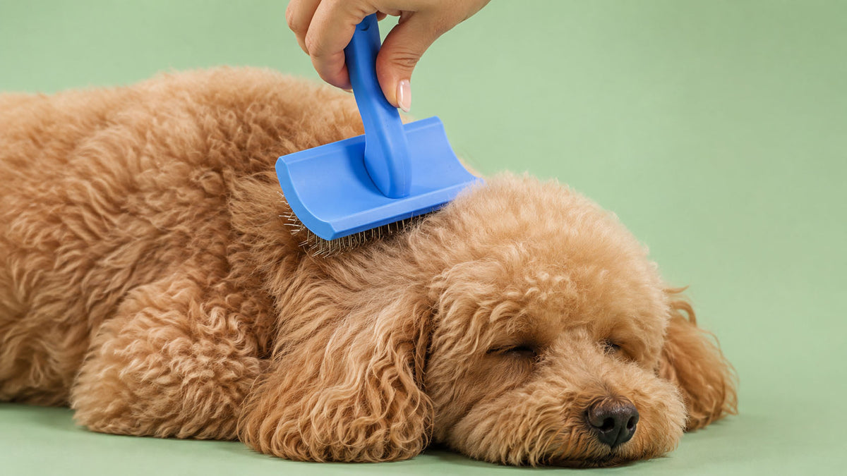 Cardadeiras para Cão
