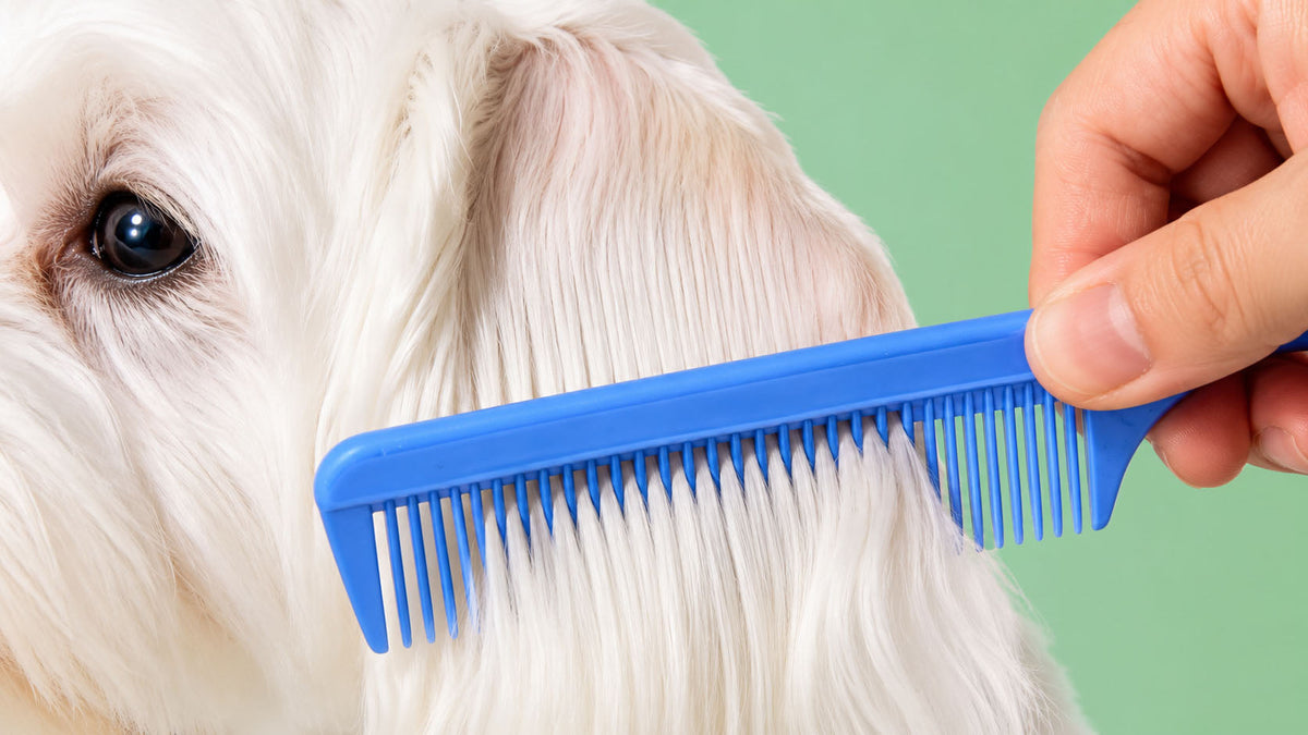 Pentes para Cão