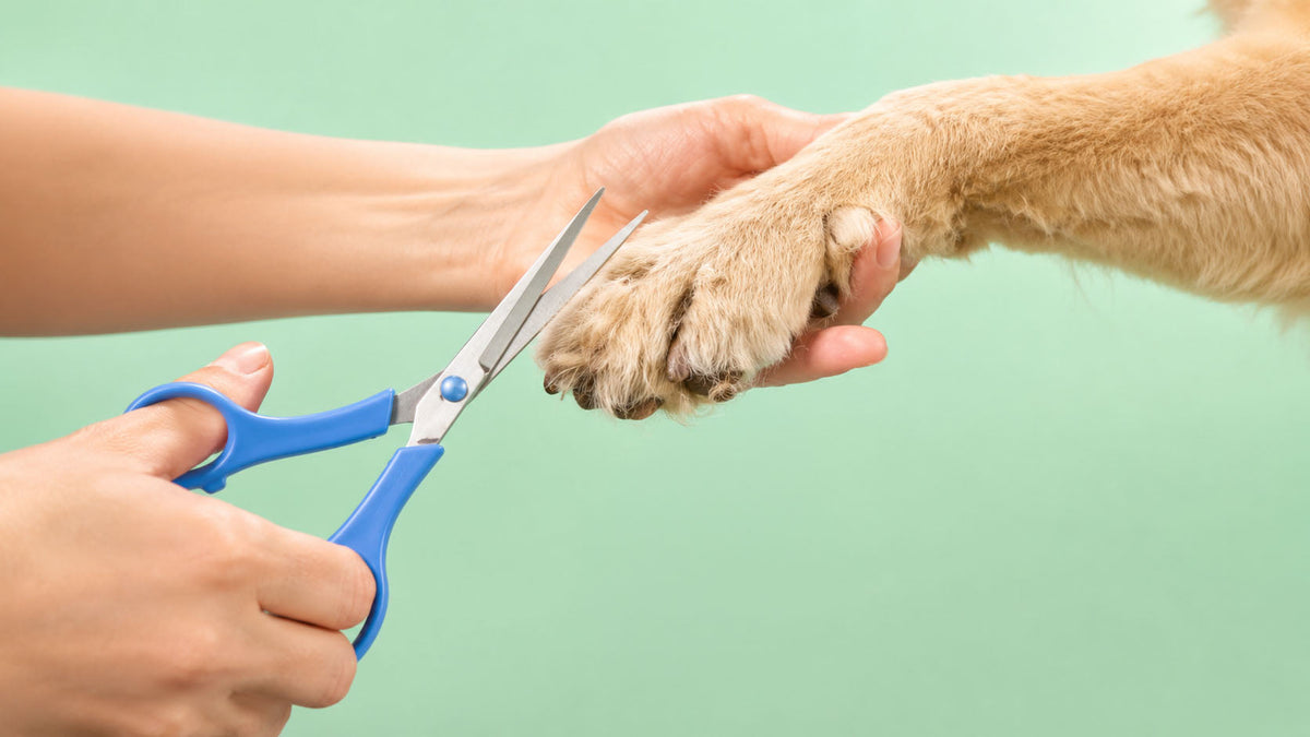 Tesouras de Tosquia para Cão