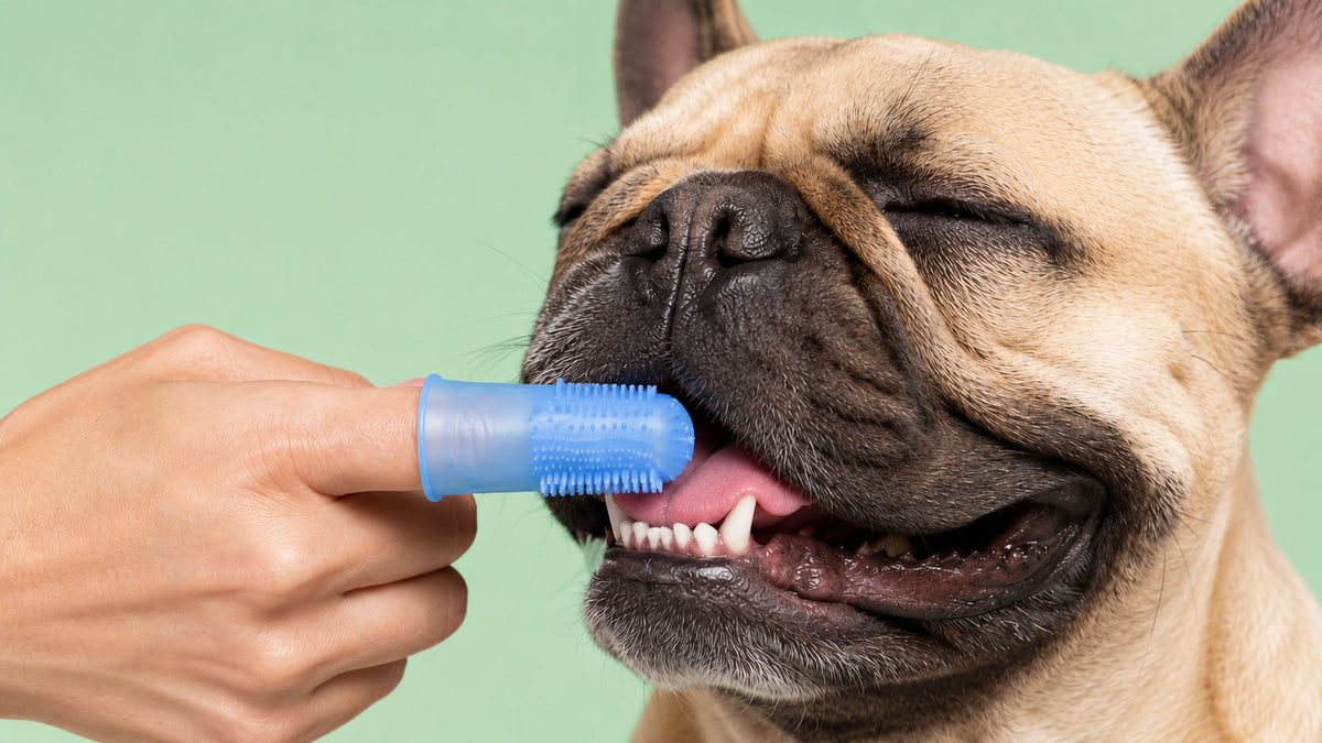 Dedeiras de Higiene Oral para Cão