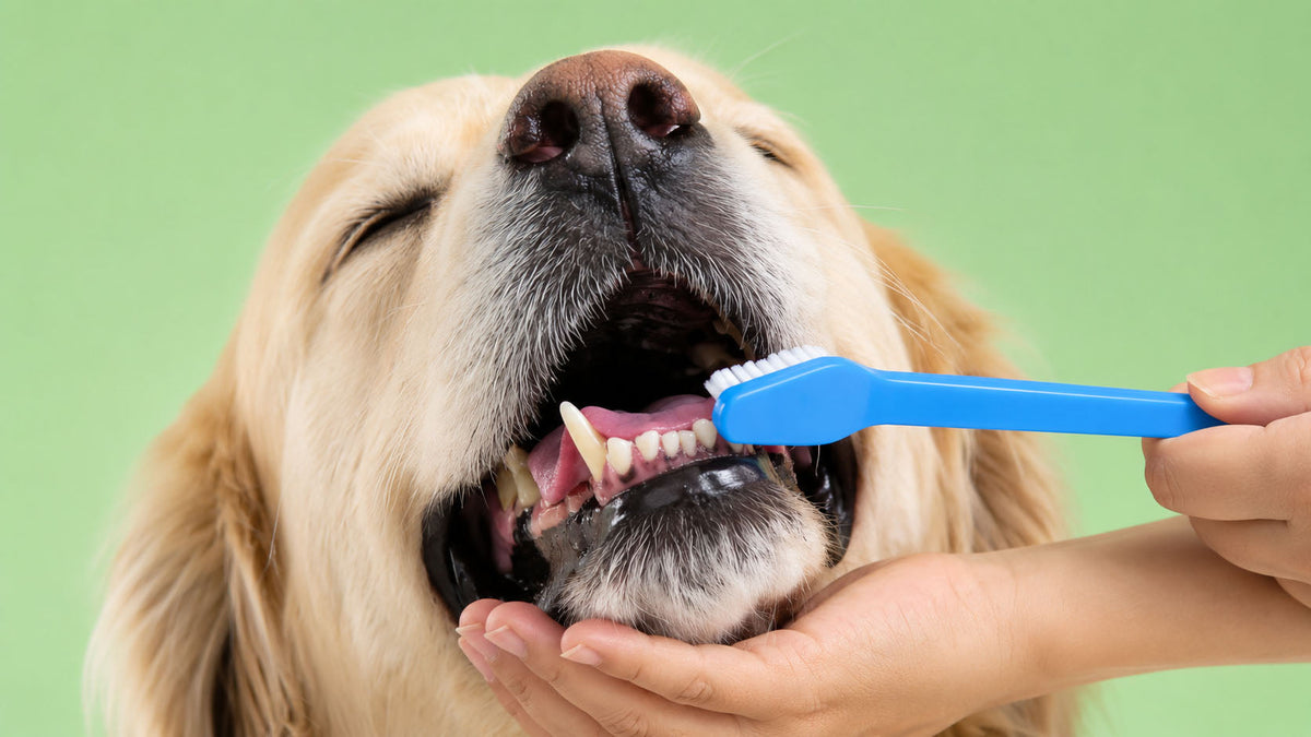 Escovas Dentárias para Cão