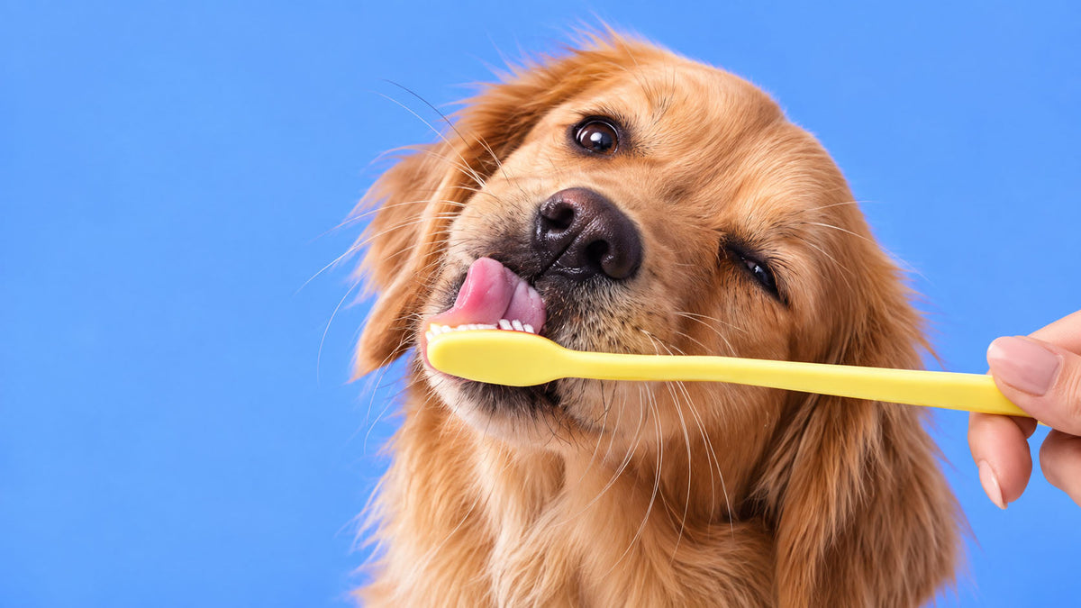 Higiene Oral para Cão