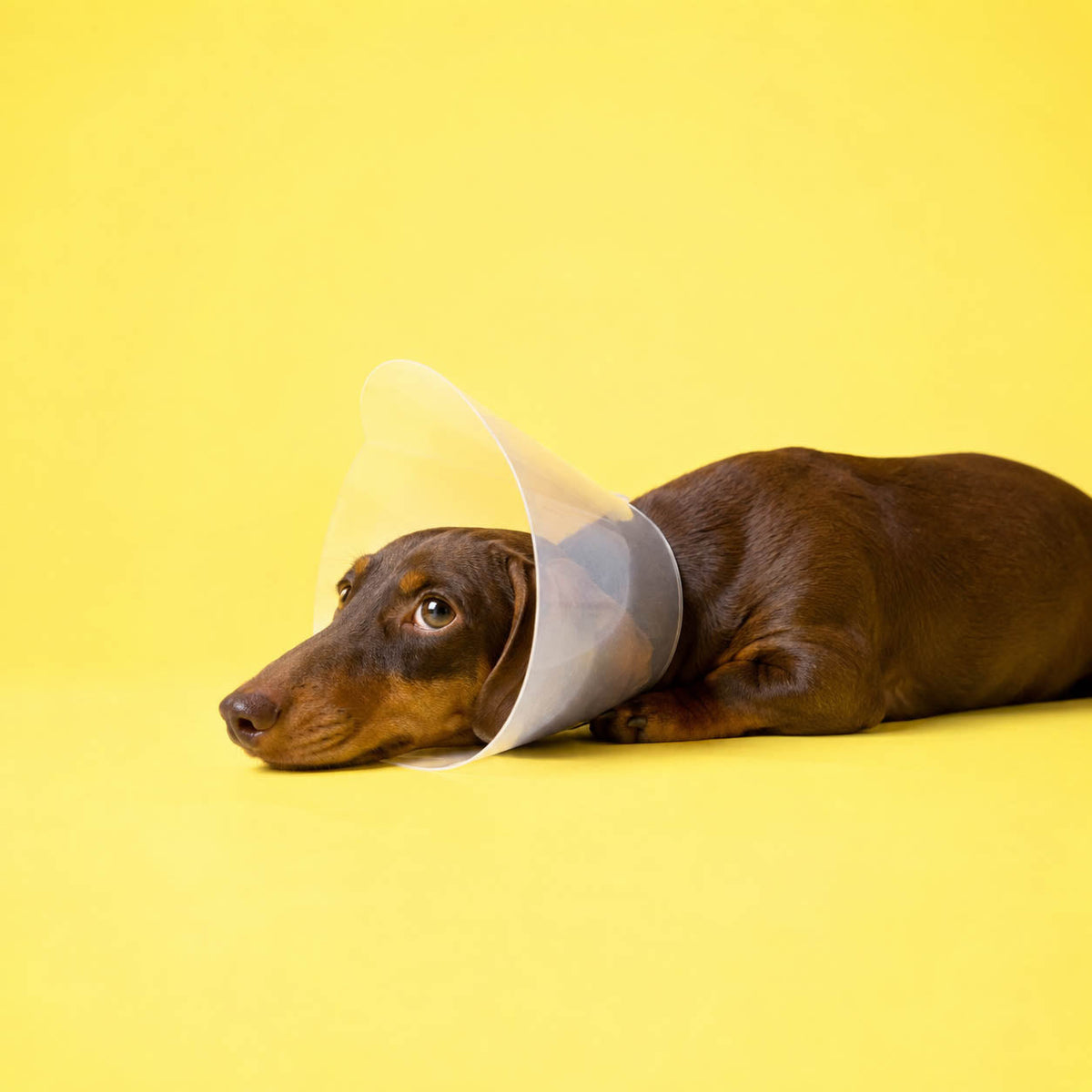 Saúde e Bem estar para Cães