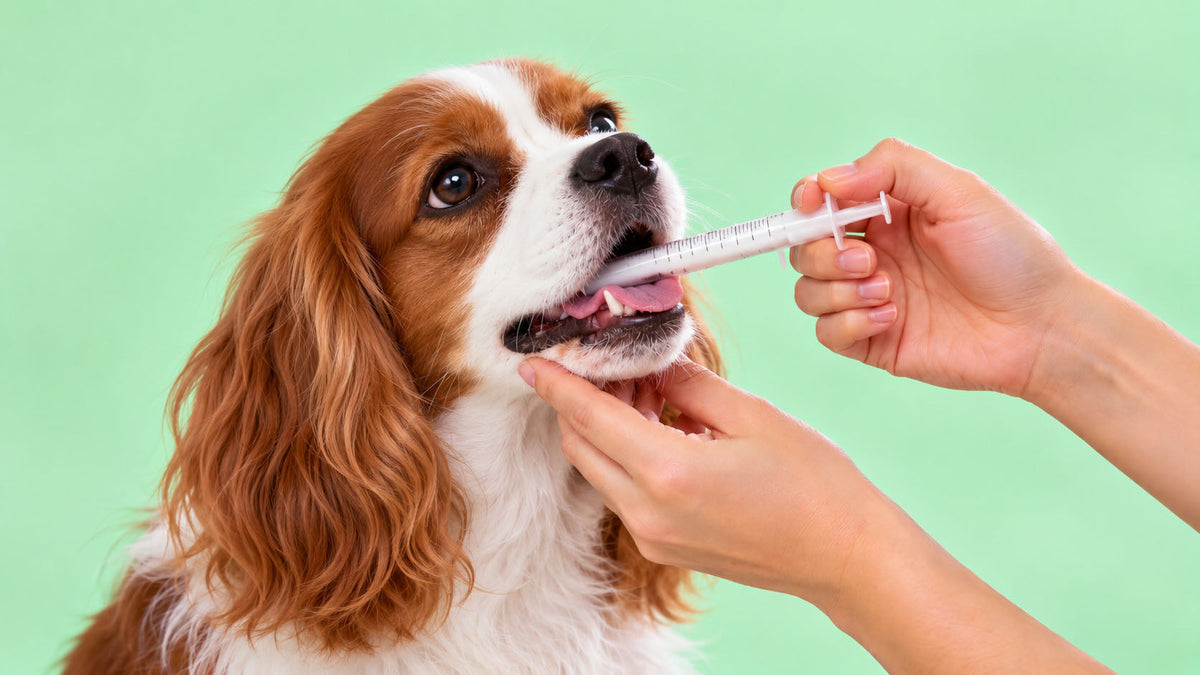 Desparasitantes Internos para Cão
