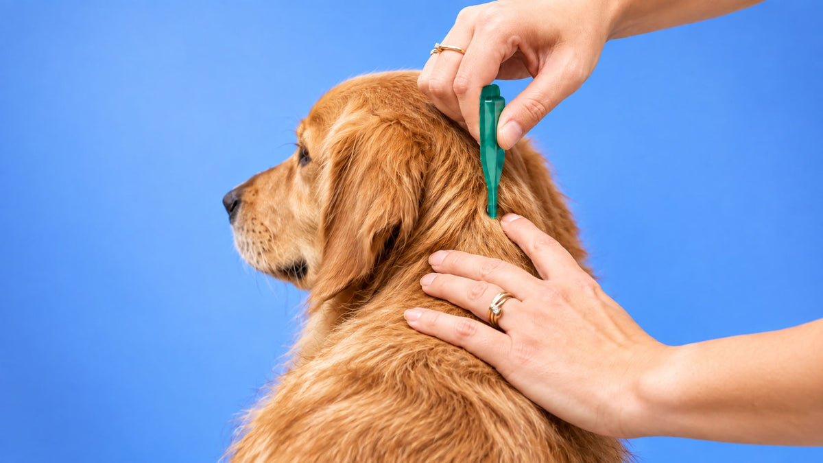 Antiparasitários para Cão