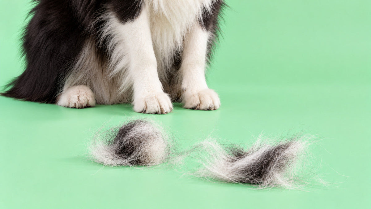 Saúde e Bem-estar para Bolas de Pêlo de Cão