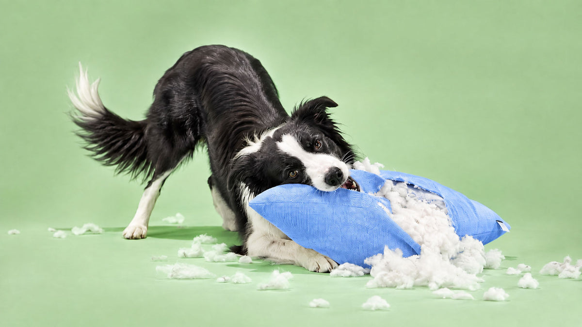 Saúde e Bem-estar para Comportamento de Cão