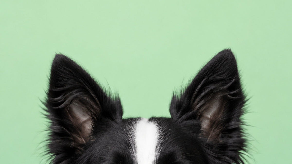 Saúde e Bem-estar dos Ouvidos de Cão
