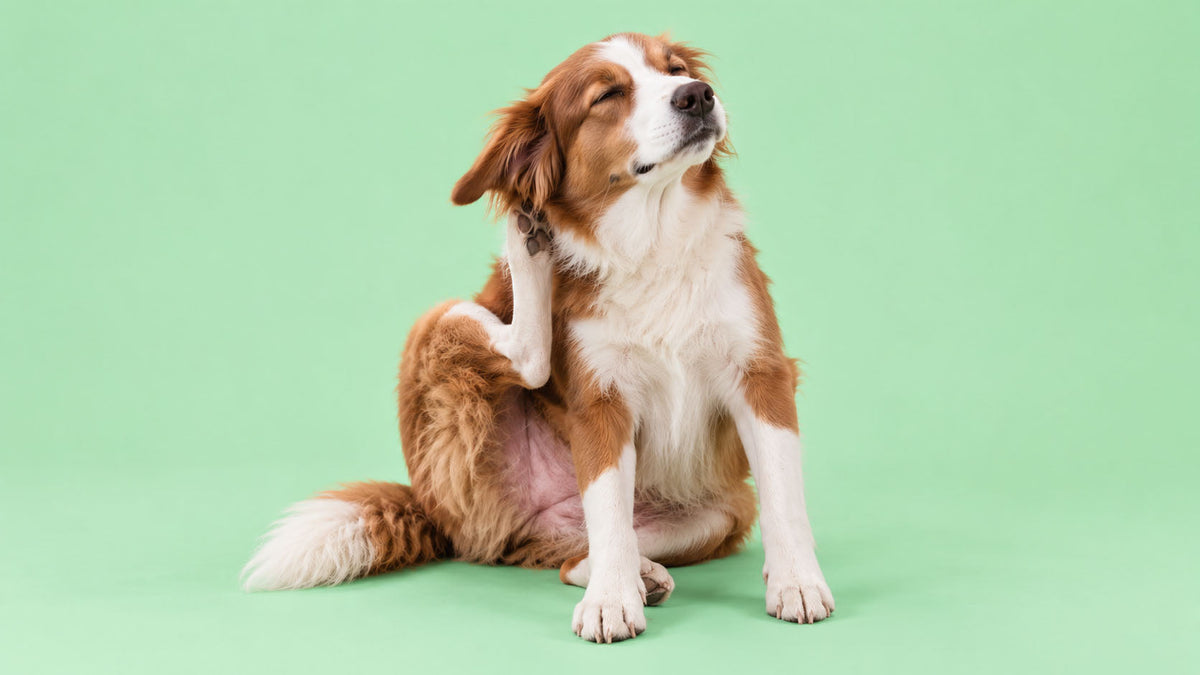 Saúde e Bem-estar para Pele e Pelo de Cão