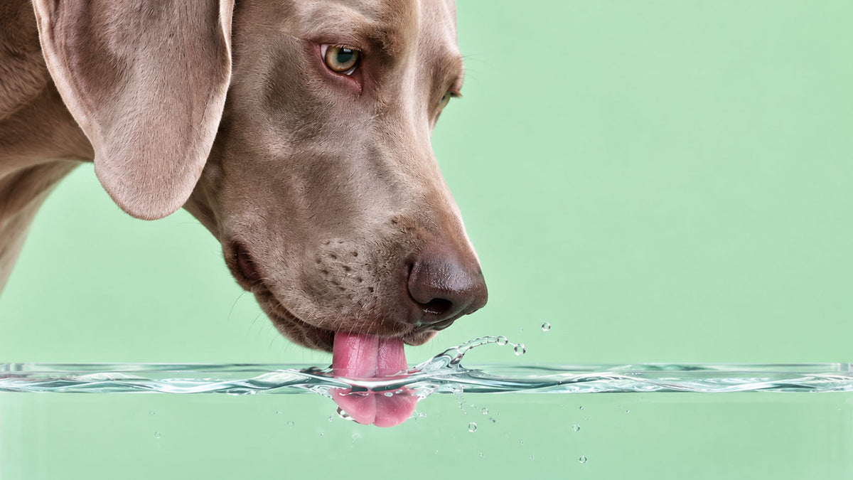 Saúde Renal para Cão