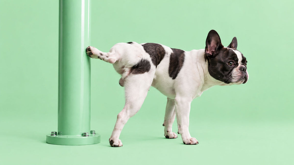 Saúde e Bem-estar Urinário para Cão