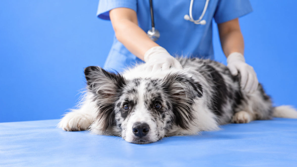 Saúde e Bem-estar por Finalidade para Cão