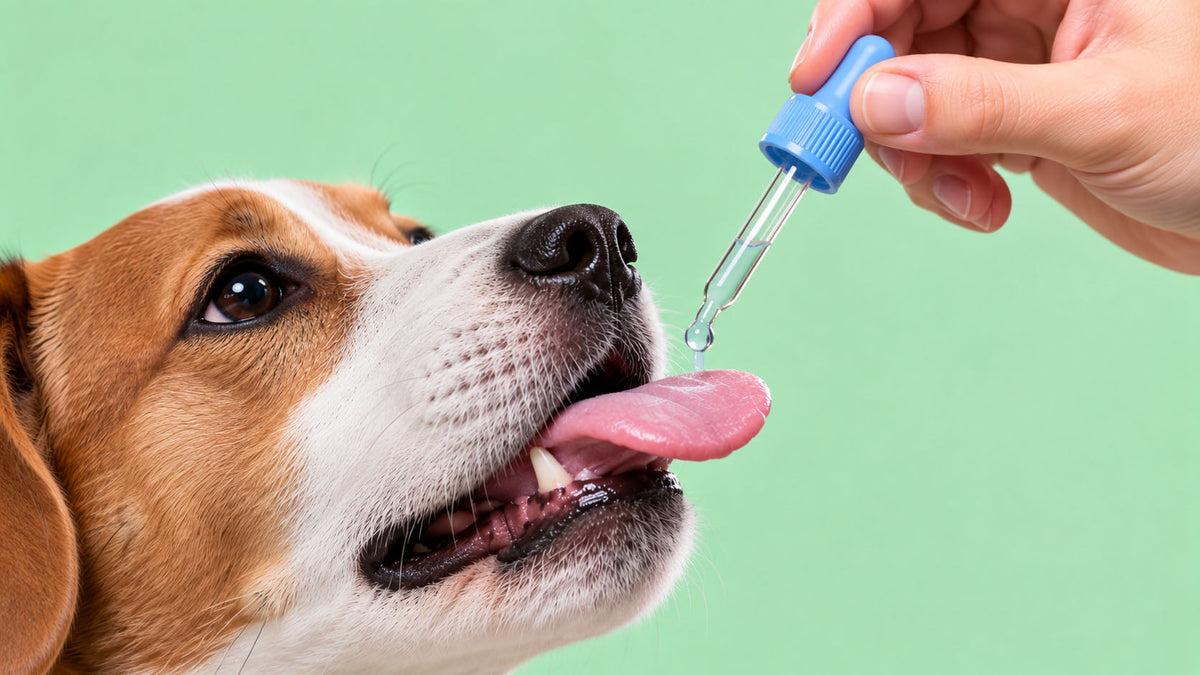 Suplementos para Cão