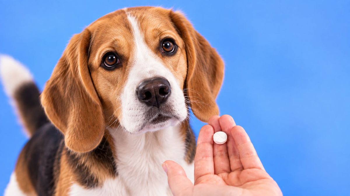 Saúde e Bem-estar por Tipologia para Cão