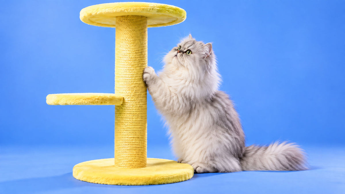 Arranhadores para Gato