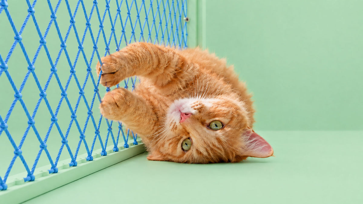 Redes de Proteção para Gato
