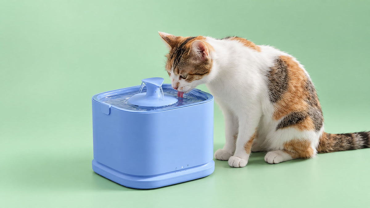 Fontes para Gato
