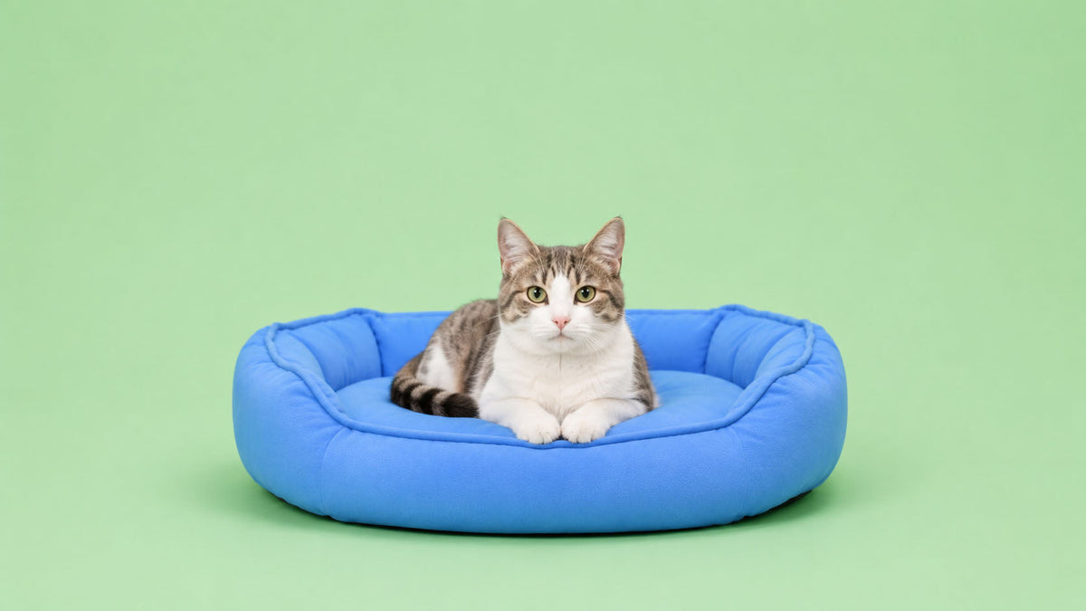 Camas para Gato