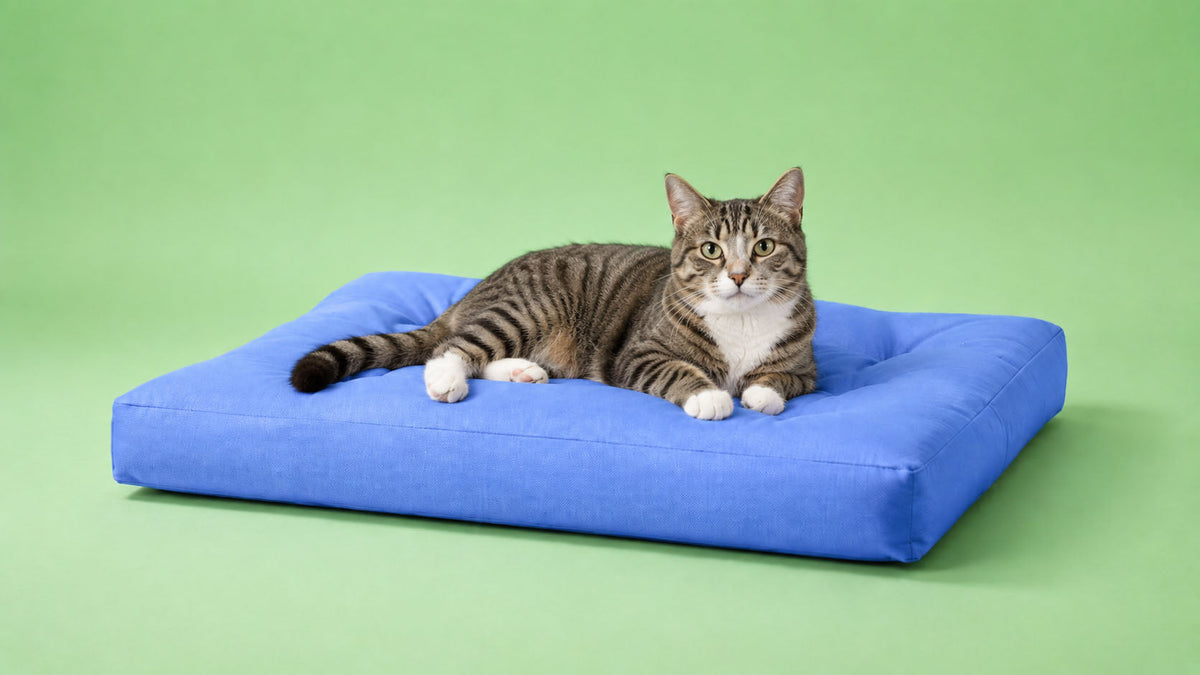 Colchões para Gato