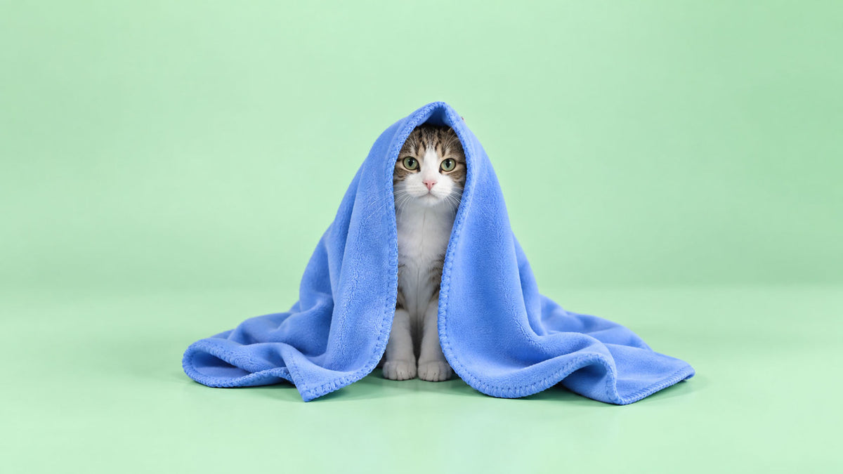 Mantas para Gato