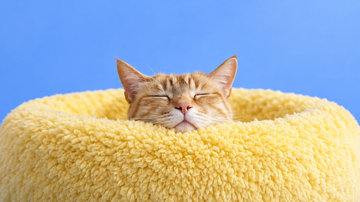Acessórios de Conforto para Gato