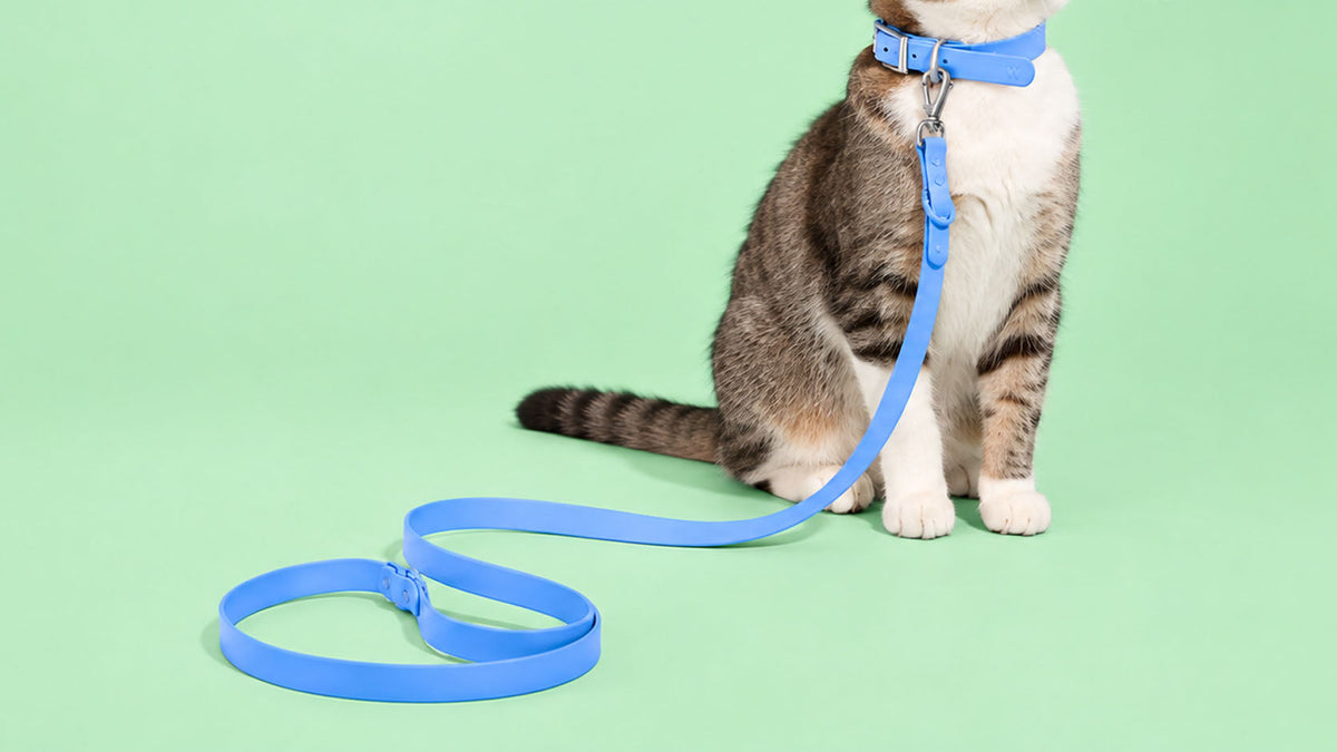 Trelas para Gato