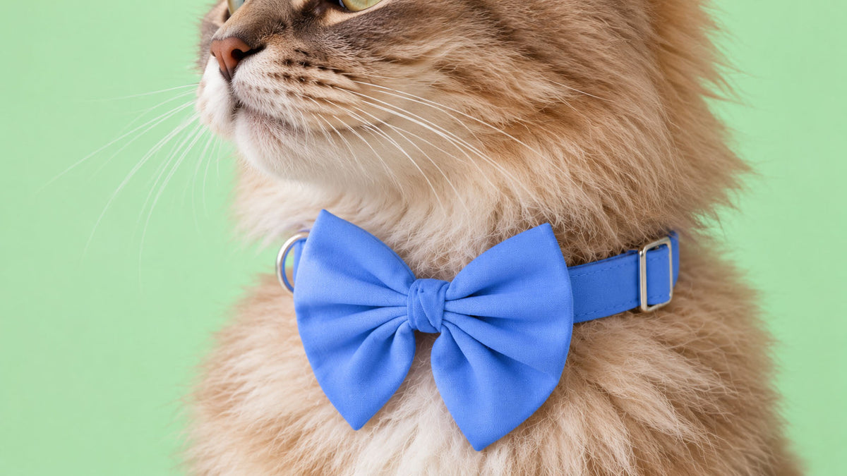Laços para Gato