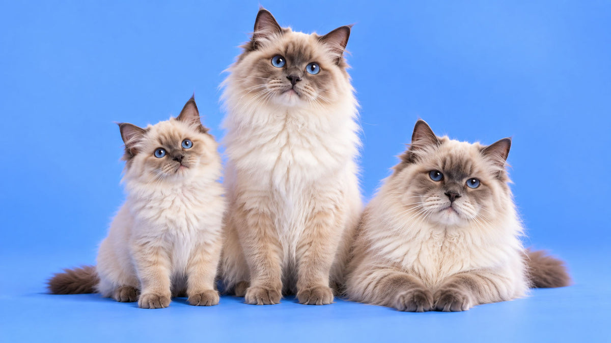 Alimentação por Etapa de Vida de Gato