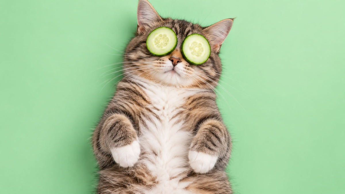 Snacks para Relaxamento de Gato