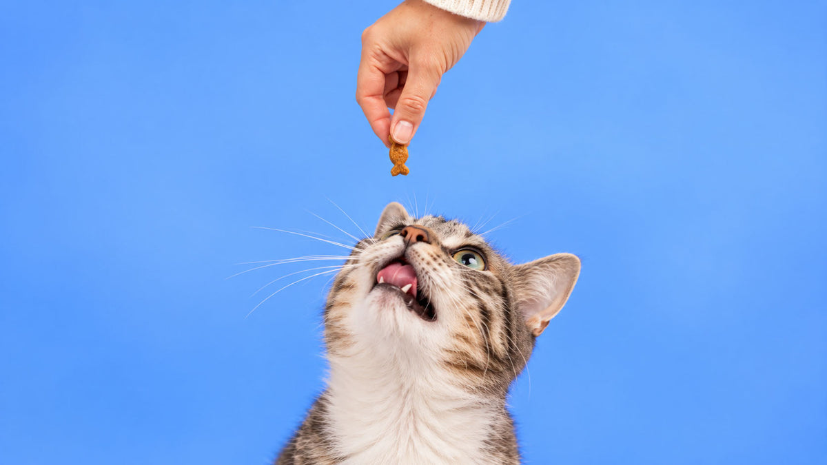 Snacks por Tipo para Gato