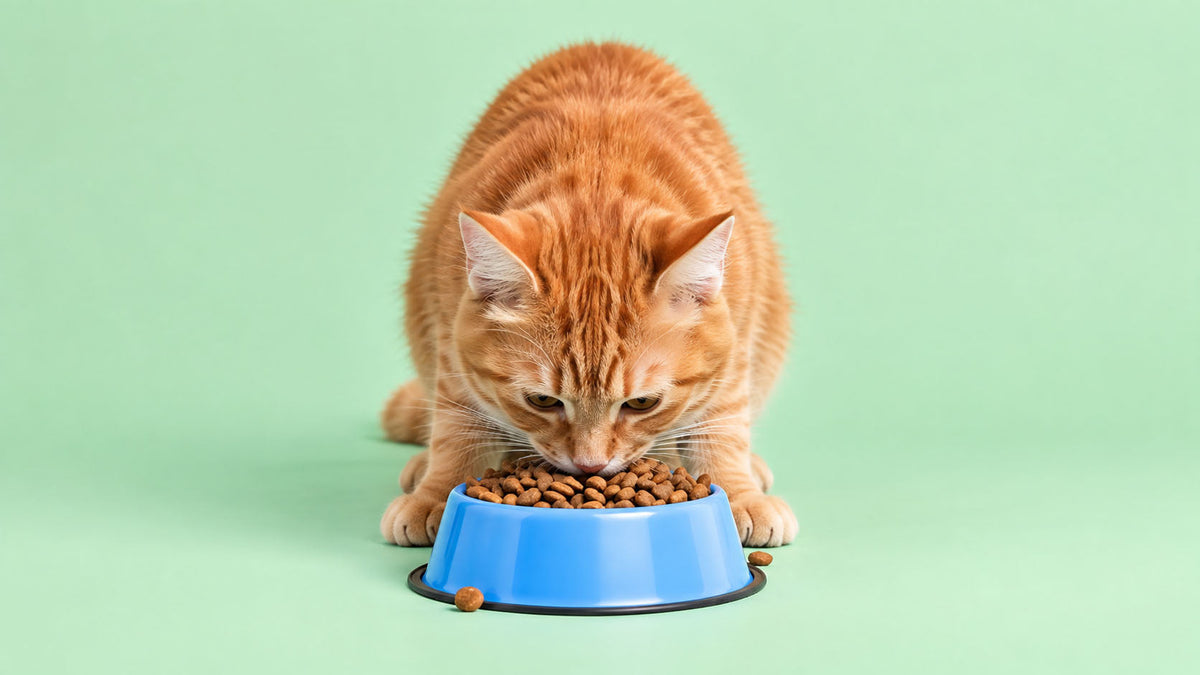 Dietas Veterinárias Digestiva para Gato