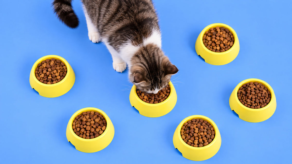 Alimentação de Necessidades Específicas para Gato