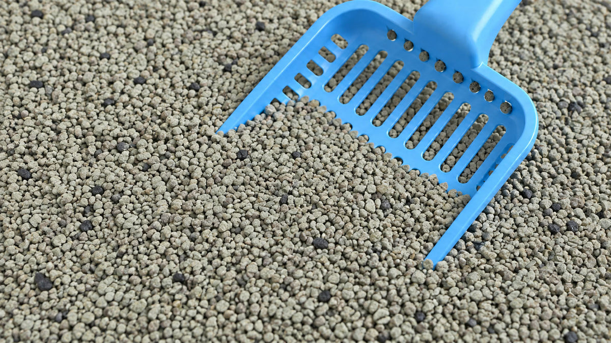 Areia com Carvão Ativado para Gato