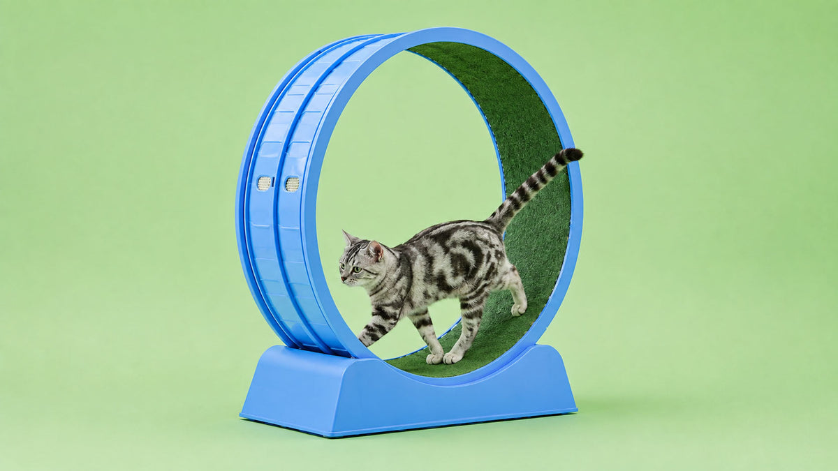Brinquedos para Exercicio de Gato