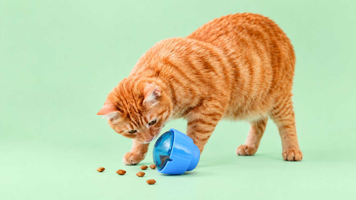 Brinquedos Dispensadores de Snacks para Gato