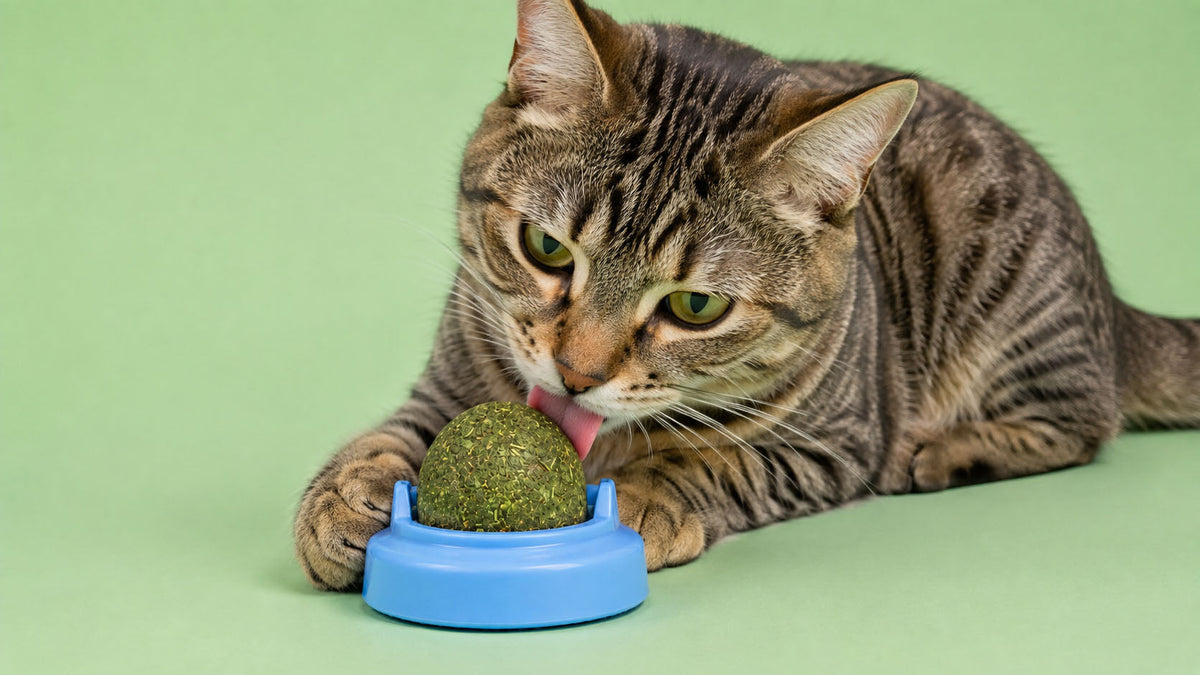 Brinquedos com Erva Gateira para Gato