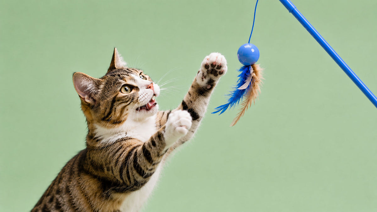 Varinhas para Gato