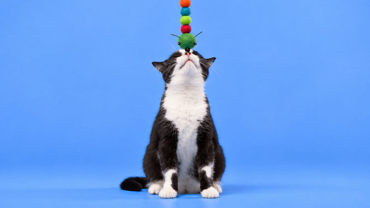 Brinquedos por Tipologia para Gato