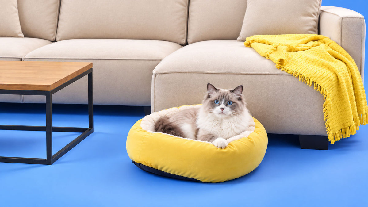 Higiene de Ambiente e Casa para Gato