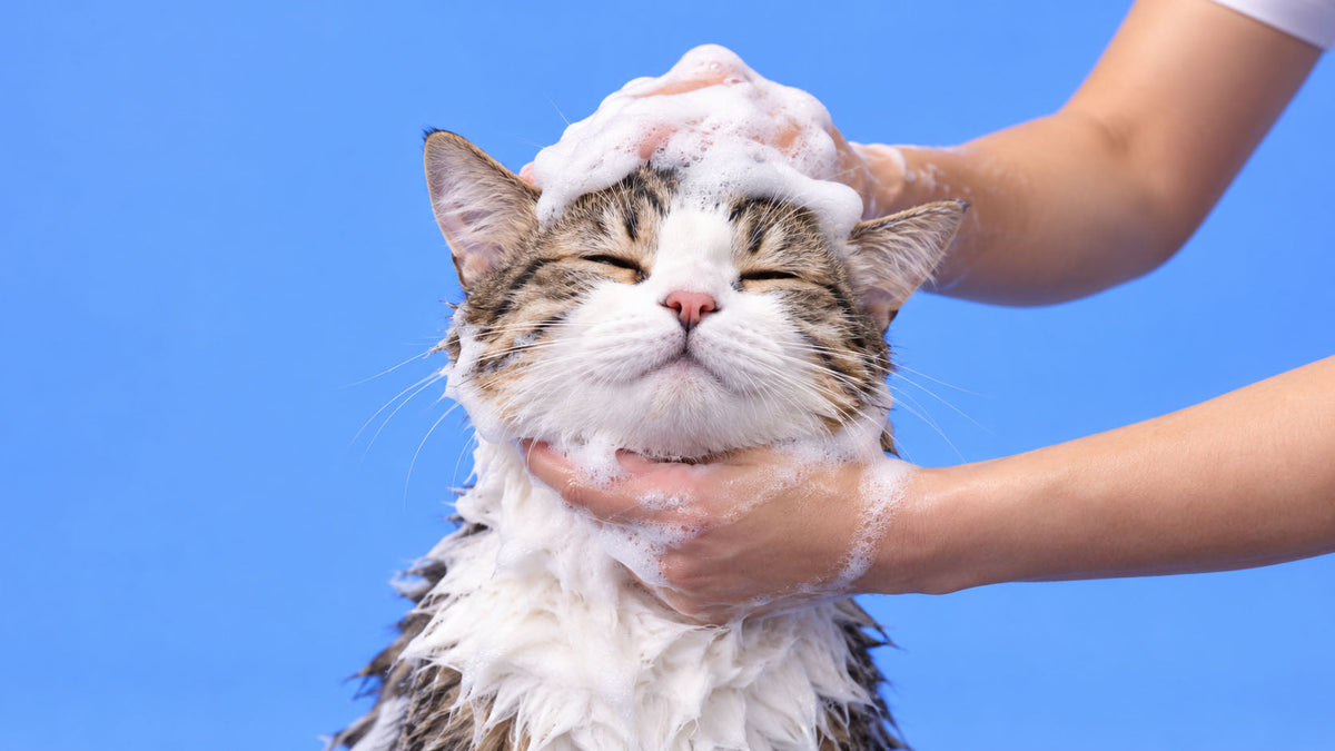 Banho e Cosmética para Gato