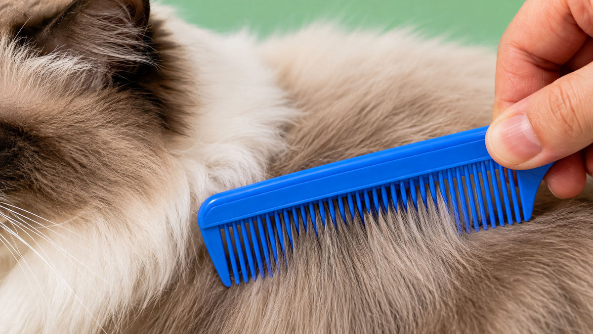 Pentes para Gato