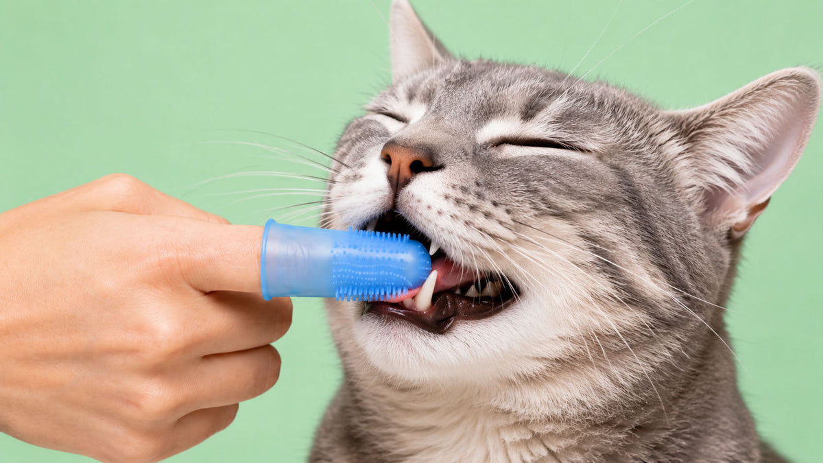 Dedeiras de Higiene Oral para Gato