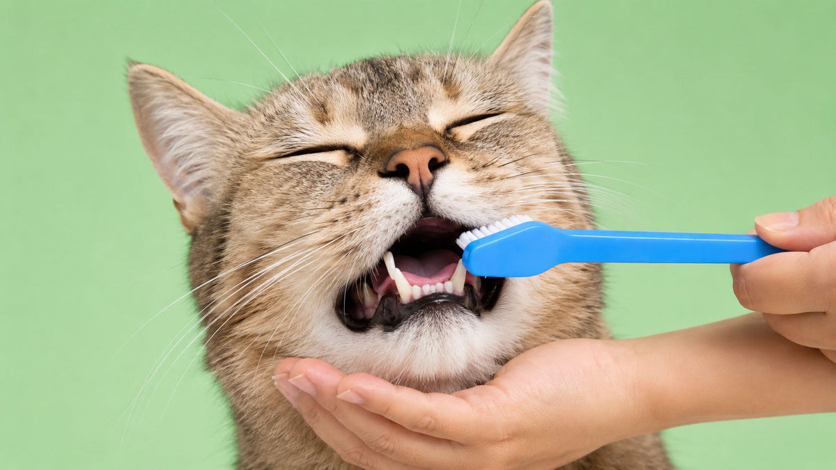 Escovas Dentárias para Gato